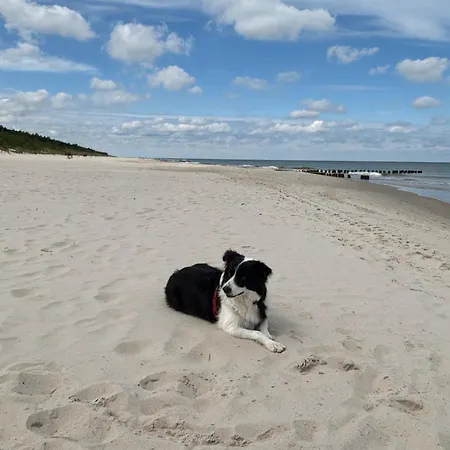 Sosnowy Aktena Shellter روغوفو