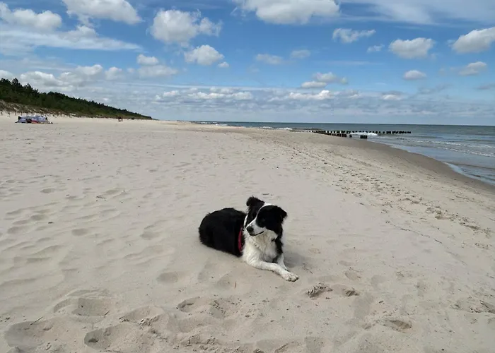 Sosnowy Aktena Shellter Rogowo (Gryfice)